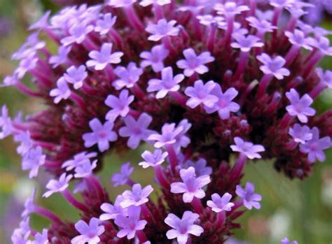 These Are Gardener Elizabeth Waddington's Favourite Verbena Types To Grow | Horticulture Magazine