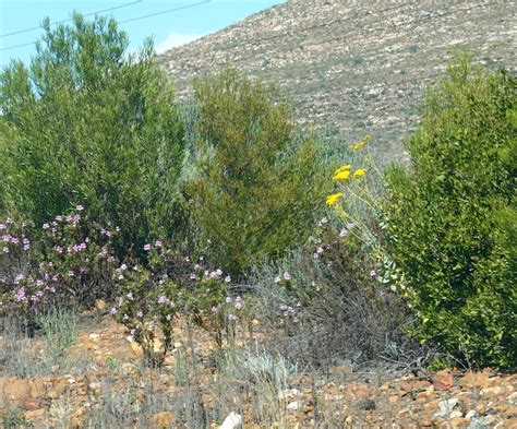 Oak Leaved Geranium From Calitzdorp To Avontuur Via Oudtshoorn And