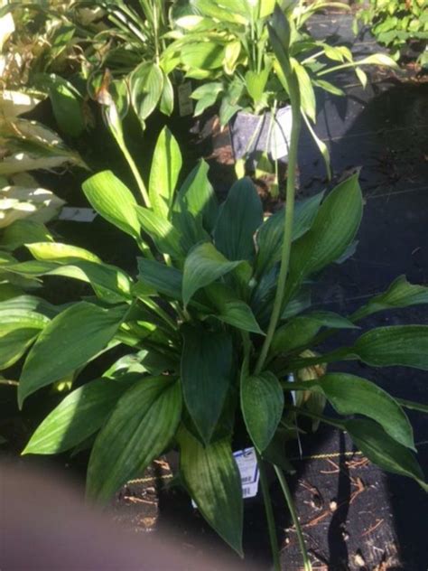 Hosta Gold Standard Plantain Lily Gold Standard New York Plants Hq