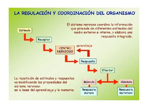 Ciclos Reproductores Y Fecundacin Aprendizajes Esperados Explicar Ciclos