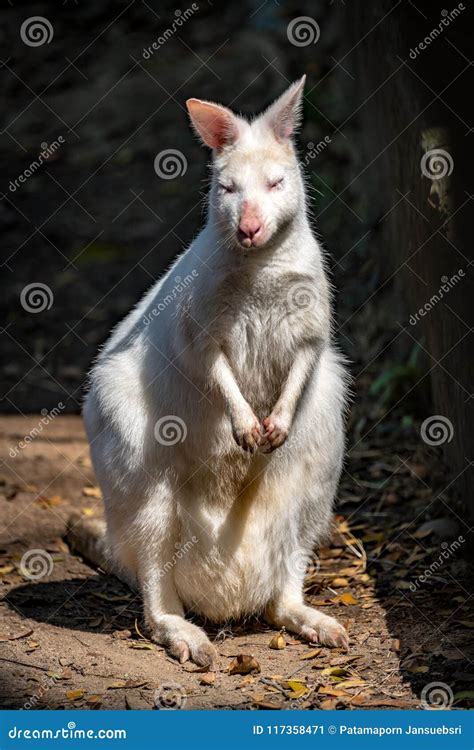 White wallaby stock image. Image of wild, white, animal - 117358471