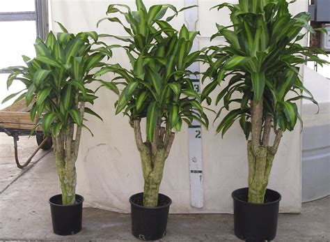 Jak urychlit růst dracaena?
