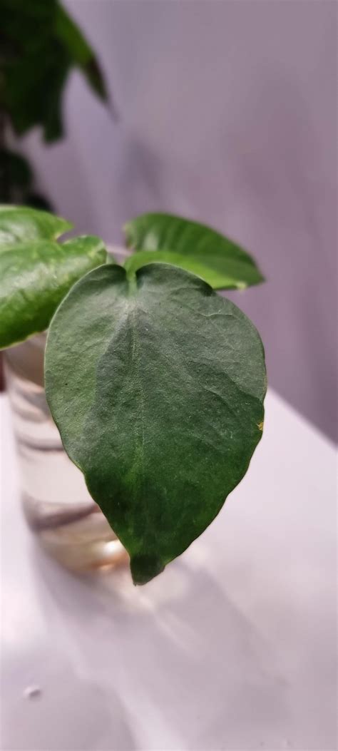 Varigated Monstera Deliciosa Rhouseplants