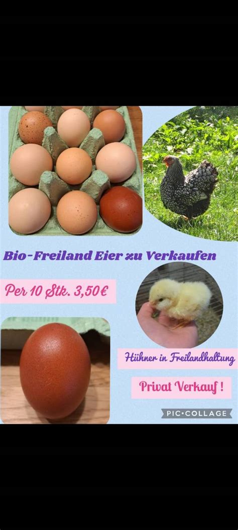 Eier Bio Freiland Eier Kaufen Landwirt