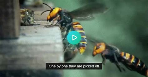 European Bees Vs Giant Japanese Hornets Album On Imgur