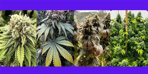 How Do Different Strains Of Cannabis Develop MOSCA SEEDS