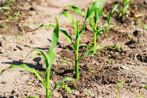 Growing Stage Of Sweet Corn Plant Stock Image Image Of Farm Agricultural 273877841