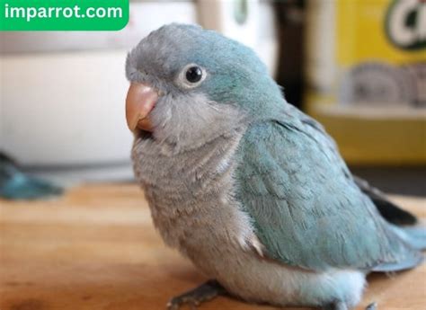 Blue Quaker Parrot (Everything You Need to Know) - imparrot