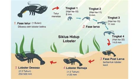 Coba Amati Bagian Apa Saja Yang Paling Berubah Dari Fase Larva Tingkat