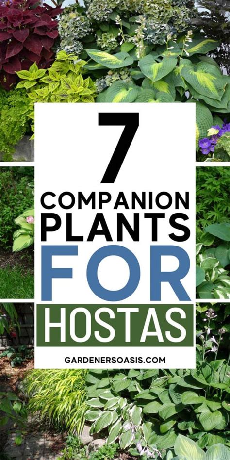 Hosta Companion Plants What To Plant With Hostas Artofit