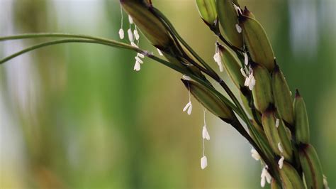 Did You Know That Rice Can Have Beautiful And Diverse Flowers