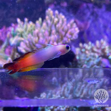 Saltwater Fish For Beginners A Guide To Starting Your Own Aquarium