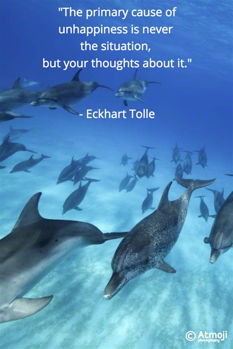 65 dolphin quotes inspirational sayings – Artofit