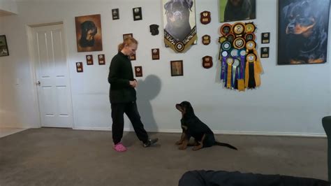 Training 3mth Old Rottweiler Puppy Youtube