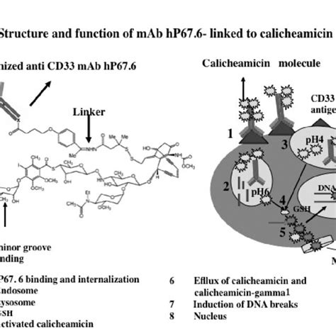 Structure And Function Of Gemtuzumab Ozogamicin Mylotarg In Panel A