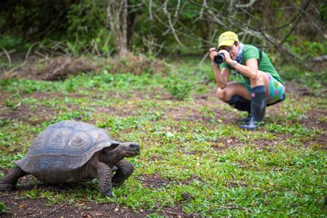 Woman Photographing A Giant Galapagos Tortoise In The Galapagos Islands