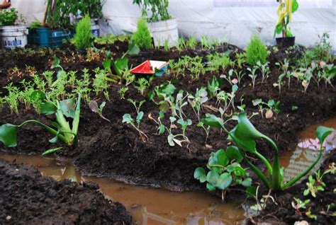 Promueve Agricultura Huertos Familiares Biointensivos En Zonas De