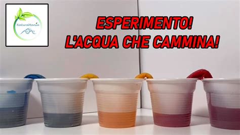 ESPERIMENTO L ACQUA CHE CAMMINA NaturaMania In Laboratorio YouTube