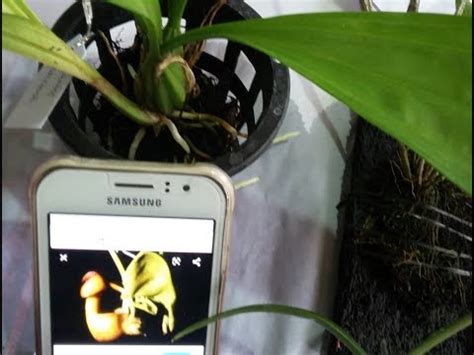 Unboxing Anggrek TOP Coryanthes Macrantha Dendrobium Floresianum