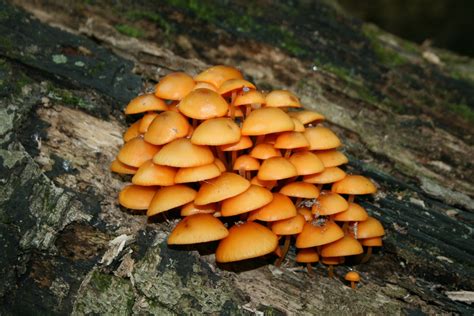 2023 Mushroom Memories Late Summer Fungi