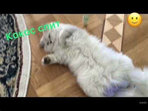 Мой кот кокос Часть 2 кокос спит - YouTube