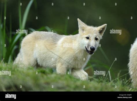 Lobo Del Rtico La Tundra El Lobo Canis Lupus Albus Canis Lupus