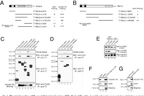 Figure 1 From Slac2 C Synaptotagmin Like Protein Homologuelacking C2