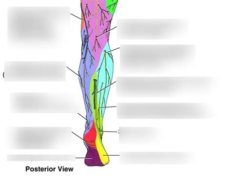 Foot Dermatome Posterior Diagram Quizlet