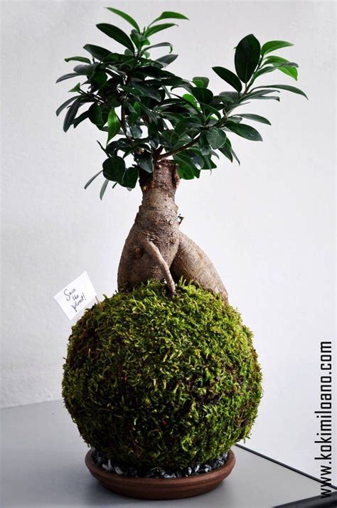 Pin On Kokedama