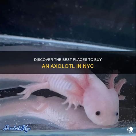 Discover The Best Places To Buy An Axolotl In Nyc Petshun