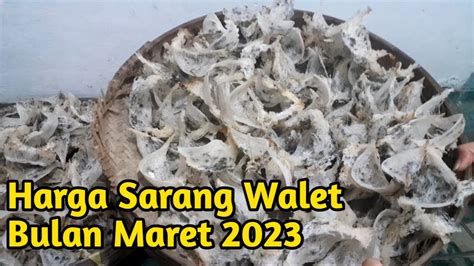 Update Harga Sarang Burung Walet Bulan Maret Usaha Sukses