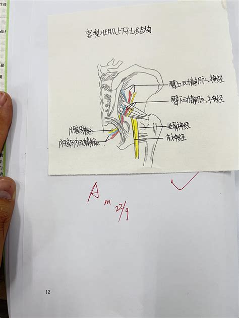 局部解剖学实验臀区股后区腘窝实验报告 知乎