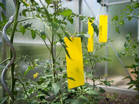 Tomaten Pflanzen Und Pflegen Anleitung Rundum Den Anbau