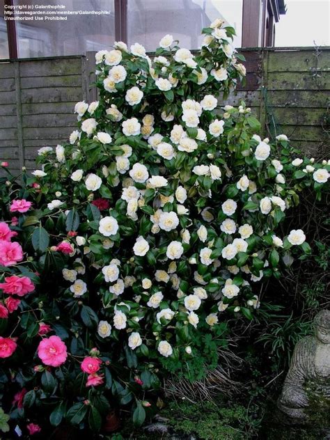 Plantfiles Pictures Common Camellia Japanese Camellia Brushfields