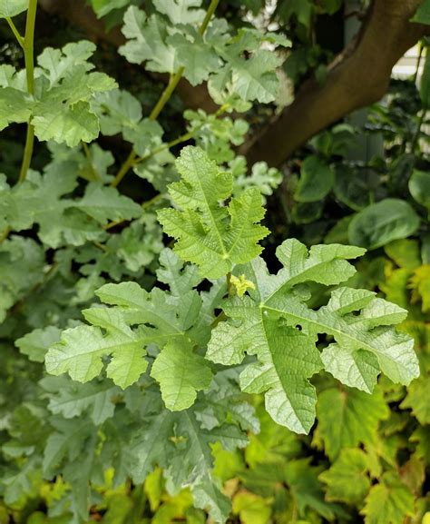 Ficus Johannis Trees And Shrubs Online