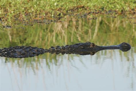 Gator Hunting Equipment | Alligator Hunting Equipment