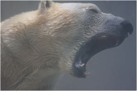 Polar Bear 3 .:ROAR:. :O by avatar-anime on DeviantArt