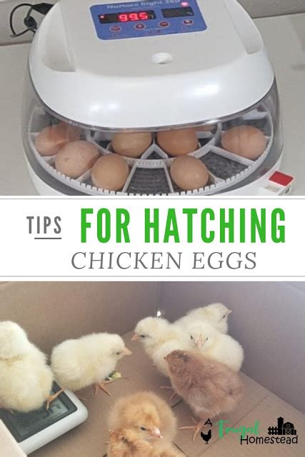 10 Tips For Successfully Hatching Chicken Eggs Hatching Chickens Chicken Eggs Hatching