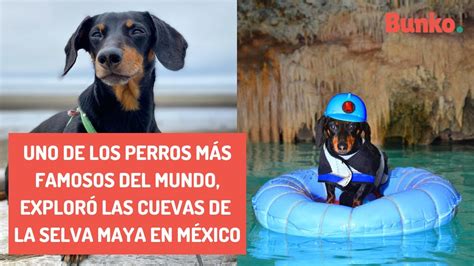 Uno de los perros más famosos del mundo exploró las cuevas de la Selva