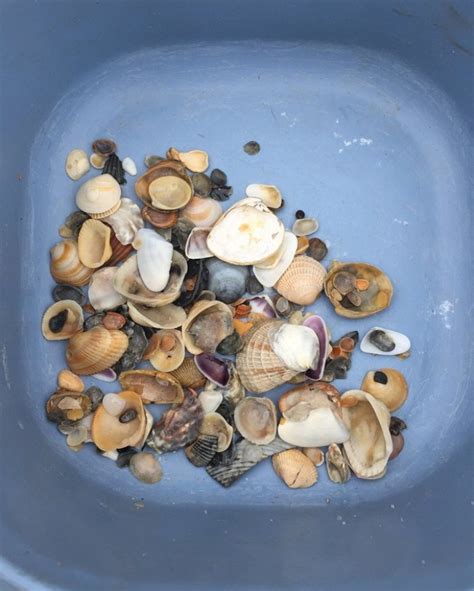 Gulf State Park Beach Best Place In Alabama To Find Seashells