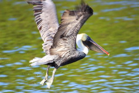 Cannundrums: Eastern Brown Pelican