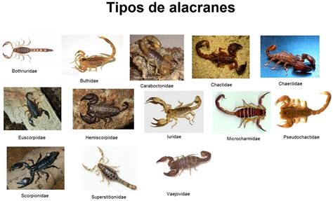 Clasificación y características de los escorpiones Ecologiayvida