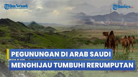 Heboh Pegunungan Di Arab Saudi Mulai Menghijau Di Tumbuhi Rerumputan