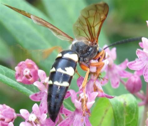 Eastern Cicada Killer Sphecius Speciosus Bugguide Net