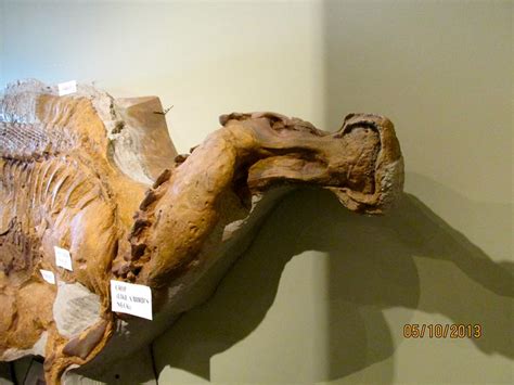 The Only Preserved Dinosaur Flesh Found In This Area Flickr Photo