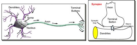 A Biological Neuron Left With The Direction Of The Signal Flow And A Download Scientific