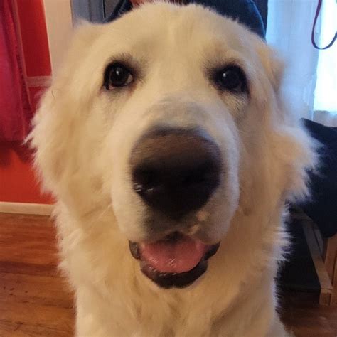 Oso Blanco Great Pyrenees Rescue Of Atlanta