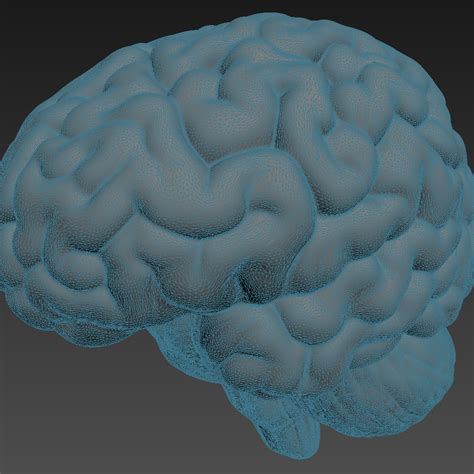 D Model Human Brain