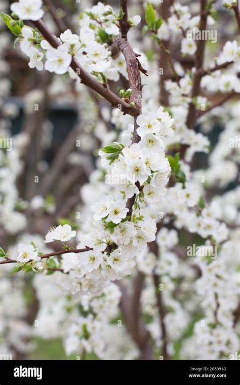 Prunus Salicina Plum Wickson Stock Photo Alamy