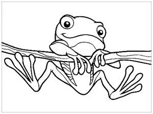 Frog Coloring Pages For Preschoolers - Books about frogs for ...